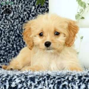 Waffle, Cavapoo Puppy