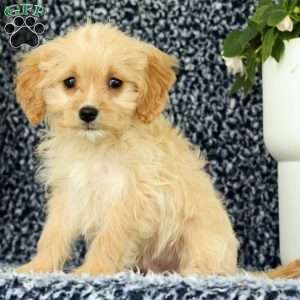 Waffle, Cavapoo Puppy