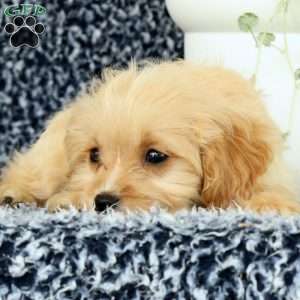 Waffle, Cavapoo Puppy
