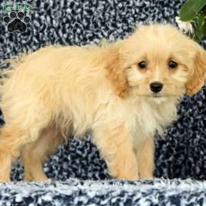 Waffle, Cavapoo Puppy