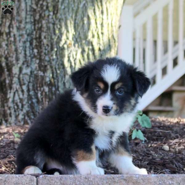 Waffles, Miniature Australian Shepherd Puppy