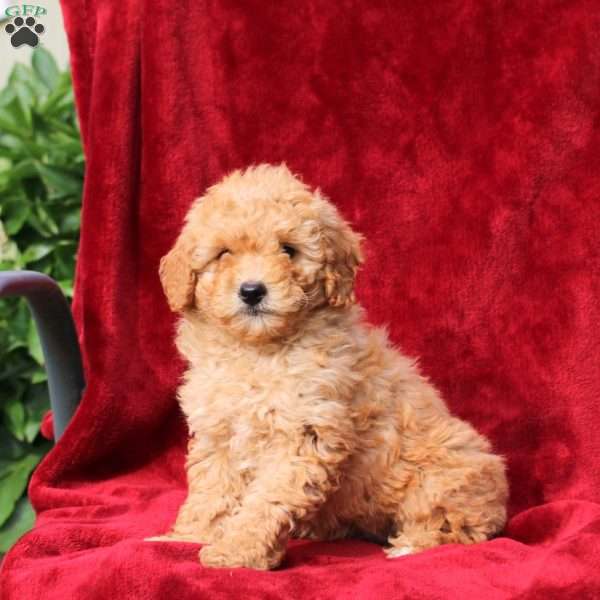 Wanda, Mini Labradoodle Puppy