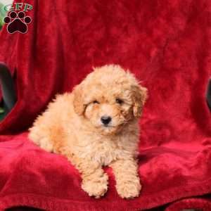 Wanda, Mini Labradoodle Puppy