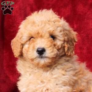 Wanda, Mini Labradoodle Puppy