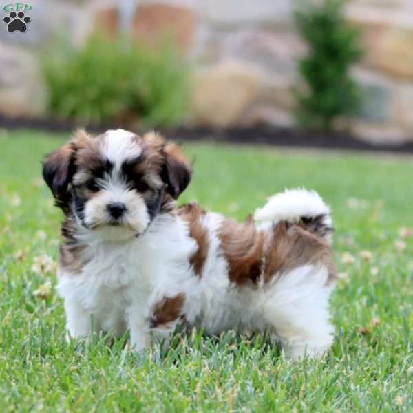 Wanda, Shorkie Puppy