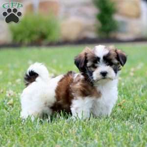 Wanda, Shorkie Puppy