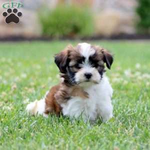 Wanda, Shorkie Puppy