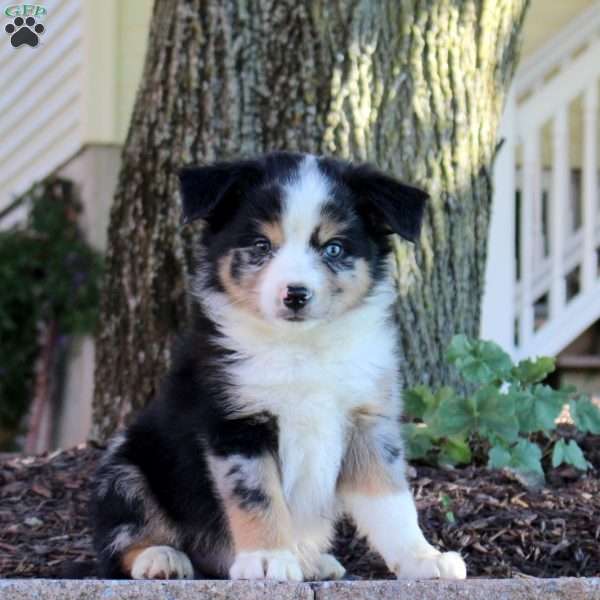 Warren, Miniature Australian Shepherd Puppy