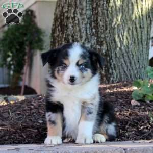 Warren, Miniature Australian Shepherd Puppy