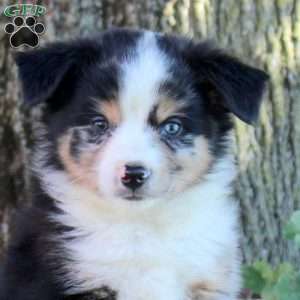 Warren, Miniature Australian Shepherd Puppy