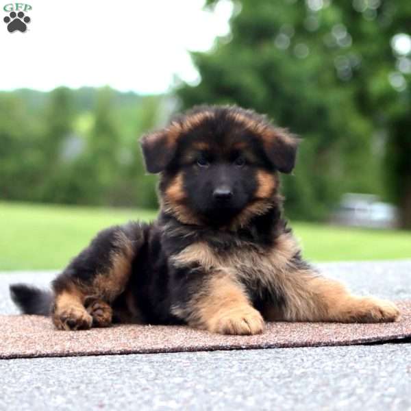 Watson-Long Haired, German Shepherd Puppy