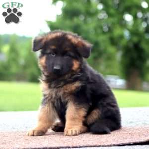 Watson-Long Haired, German Shepherd Puppy