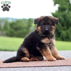 Watson-Long Haired, German Shepherd Puppy
