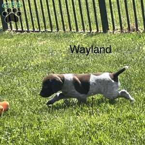 Wayland, German Shorthaired Pointer Puppy
