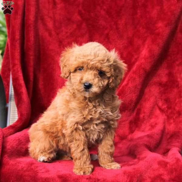 Wesley, Mini Labradoodle Puppy