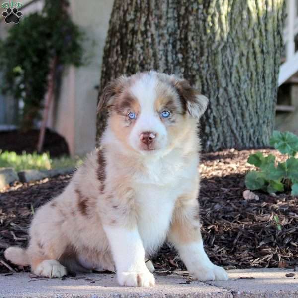 Weston, Miniature Australian Shepherd Puppy