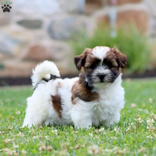 Will, Shih Tzu Mix Puppy
