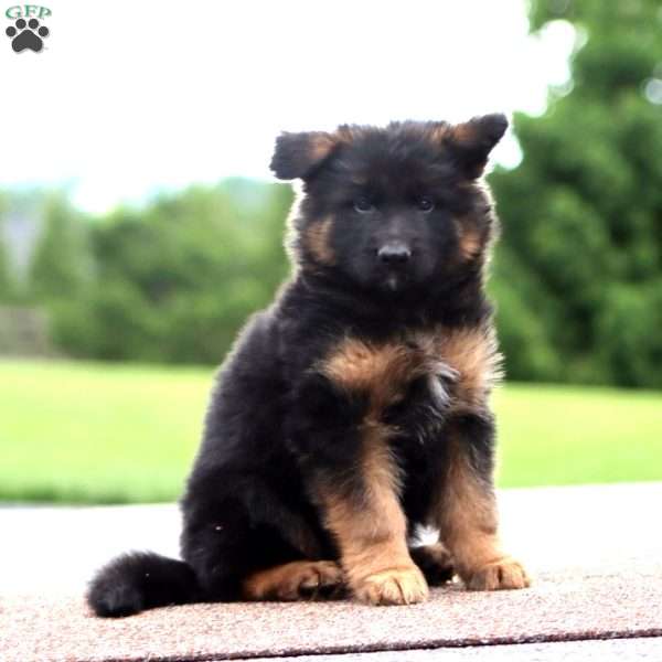 Will-Long Haired, German Shepherd Puppy