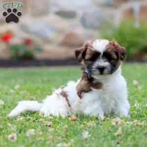 Will, Shih Tzu Mix Puppy
