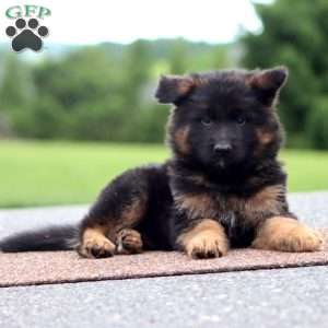 Will-Long Haired, German Shepherd Puppy
