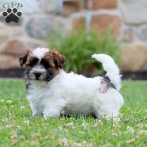 Will, Shih Tzu Mix Puppy
