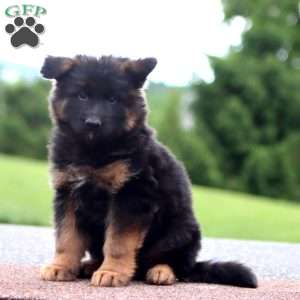 Will-Long Haired, German Shepherd Puppy