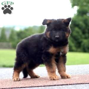 Will-Long Haired, German Shepherd Puppy