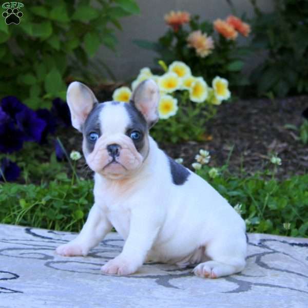 Willie, French Bulldog Puppy