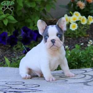 Willie, French Bulldog Puppy