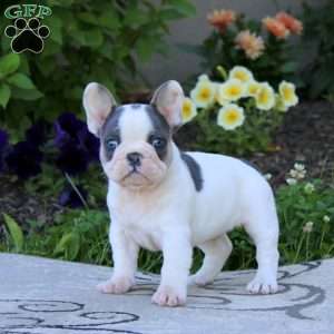 Willie, French Bulldog Puppy