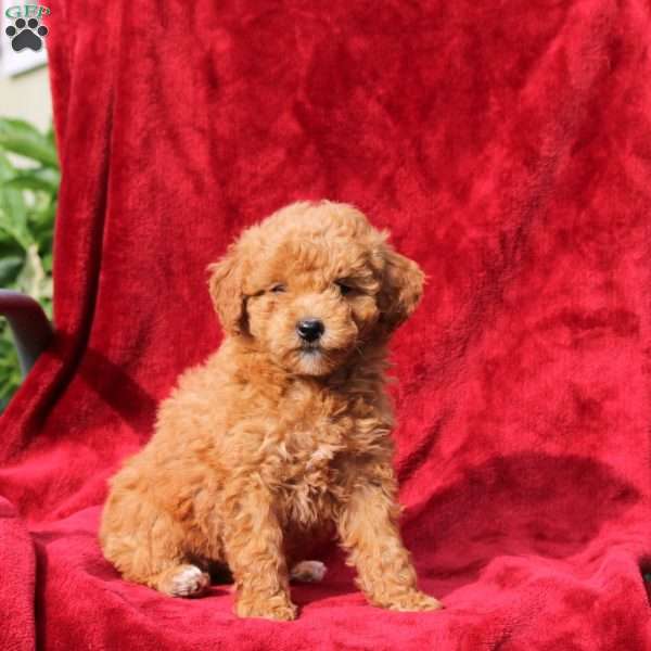Willow, Mini Labradoodle Puppy