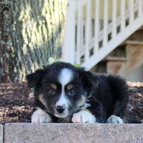 Willow, Miniature Australian Shepherd Puppy