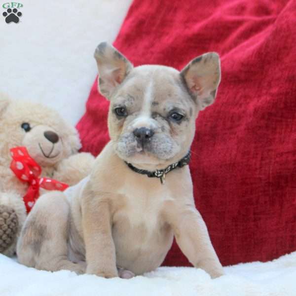 Wilson, French Bulldog Puppy