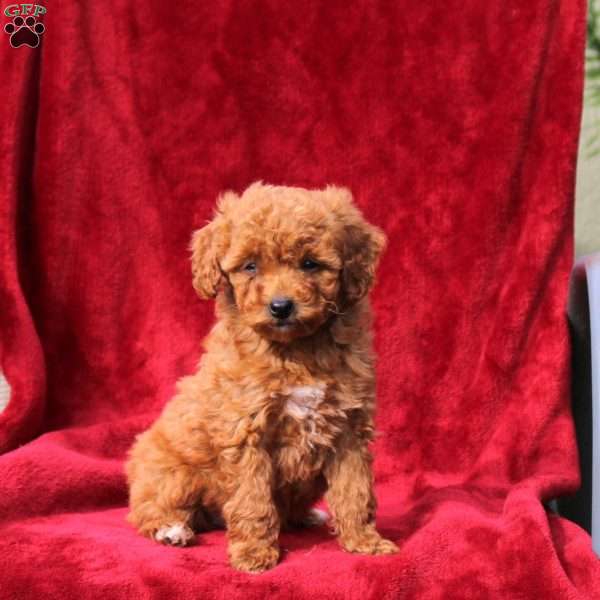 Winnie, Mini Labradoodle Puppy