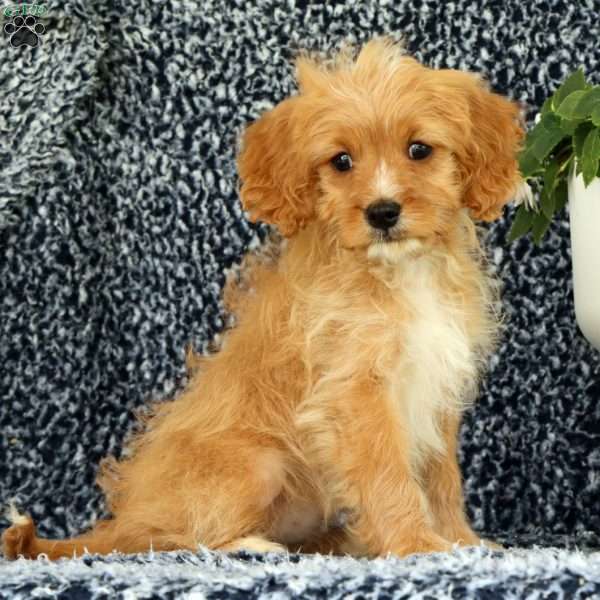 Winnie, Cavapoo Puppy