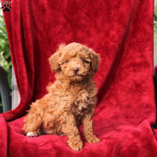 Winston, Mini Labradoodle Puppy