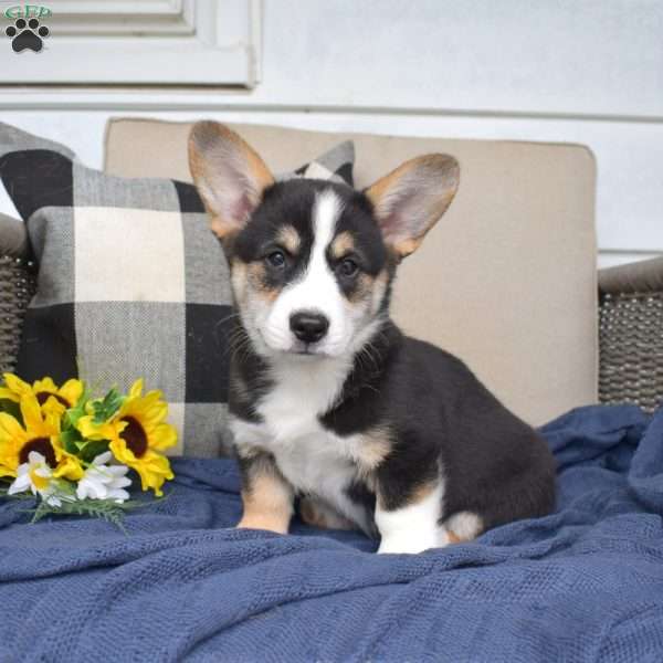Winston, Pembroke Welsh Corgi Puppy