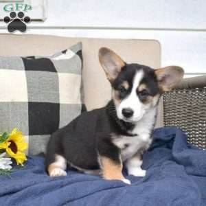 Winston, Pembroke Welsh Corgi Puppy