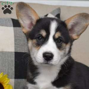 Winston, Pembroke Welsh Corgi Puppy