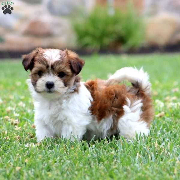 Wonder, Shih Tzu Mix Puppy