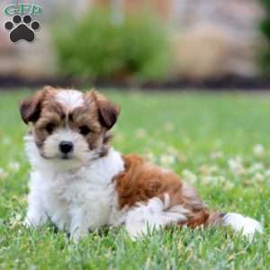 Wonder, Shih Tzu Mix Puppy