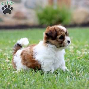 Wonder, Shih Tzu Mix Puppy