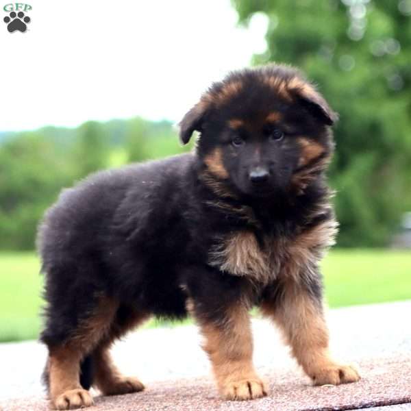 Wonder-Long Haired, German Shepherd Puppy