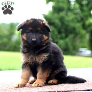 Wonder-Long Haired, German Shepherd Puppy