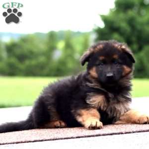 Wonder-Long Haired, German Shepherd Puppy