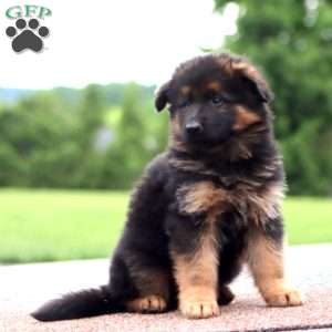 Wonder-Long Haired, German Shepherd Puppy
