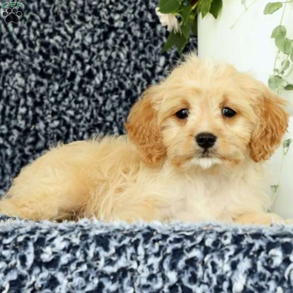 Woody, Cavapoo Puppy