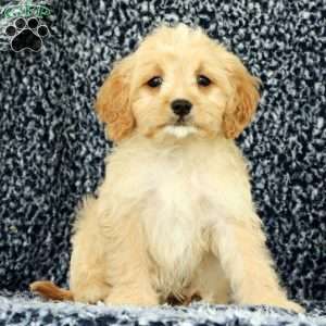 Woody, Cavapoo Puppy