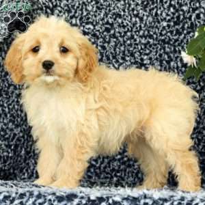 Woody, Cavapoo Puppy