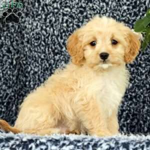 Woody, Cavapoo Puppy